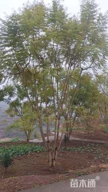 25公分蓝花楹
