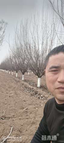 12公分绚丽海棠