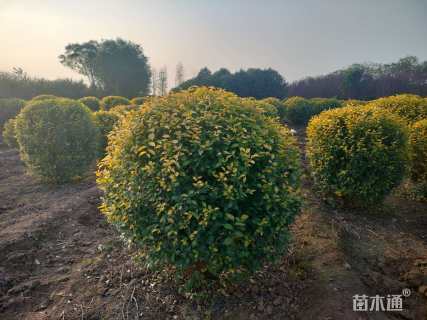 冠幅1厘米金叶榆球