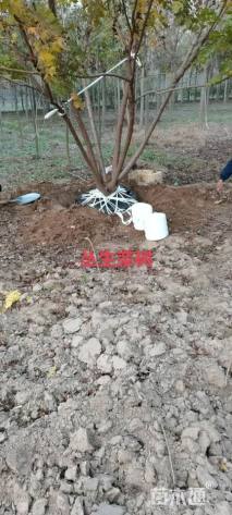 4公分(6杆)丛生栾树