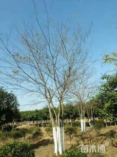 15公分丛生朴树
