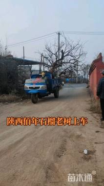 高度2000厘米石榴