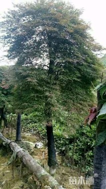 高度250厘米羽毛枫