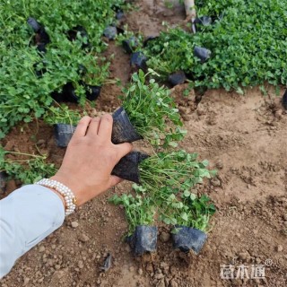 高度20厘米三叶草