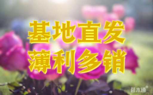 高度30厘米金森女贞