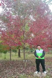 12公分红枫