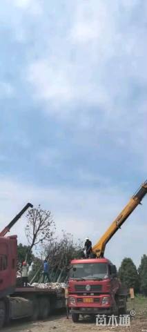 19公分香樟