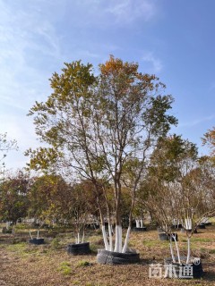 80公分(4杆)丛生乌桕