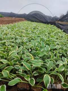 高度30厘米金边玉簪