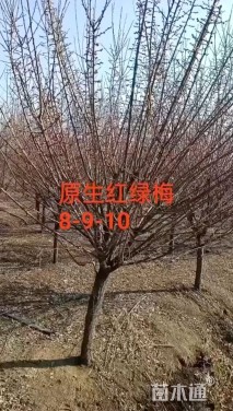 9公分红梅