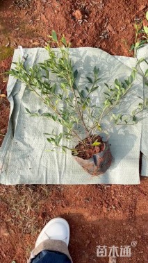 高度35厘米栀子花