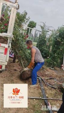 高度220厘米月季