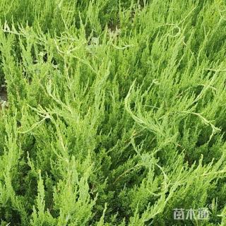 高度180厘米龙柏小苗