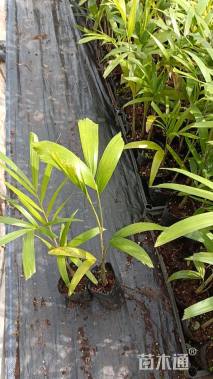 裸干高20厘米狐尾椰