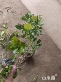 高度40厘米海桐