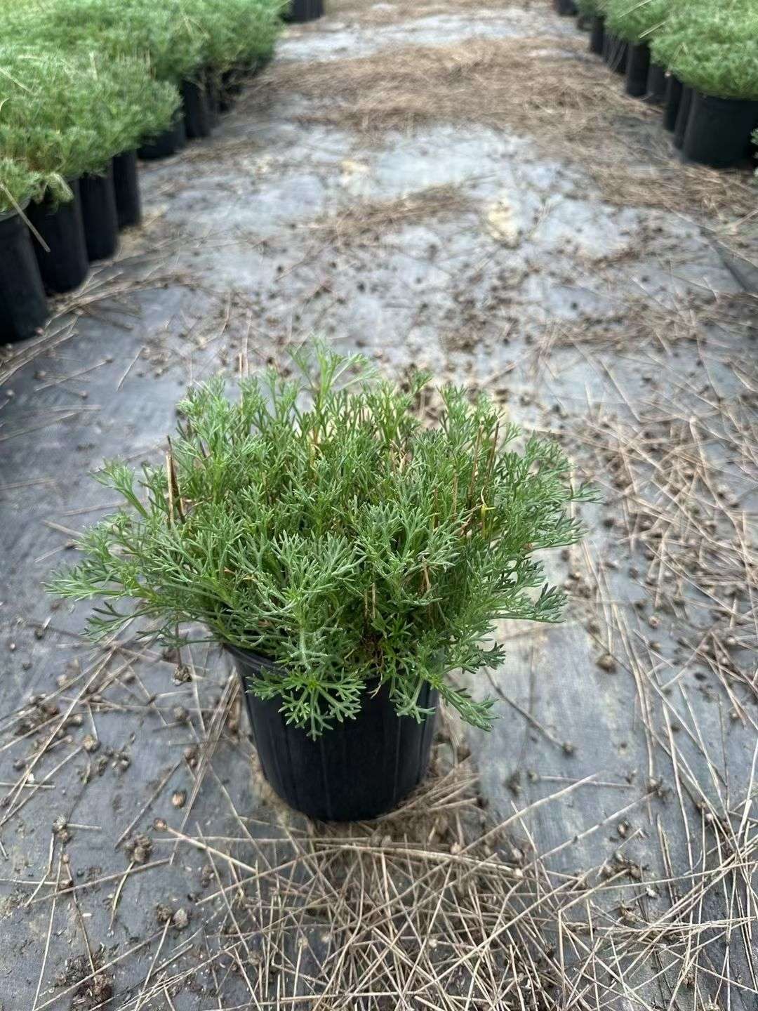 高度30厘米雏菊