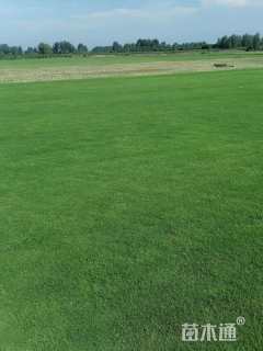 草卷状百慕大草