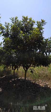 5公分枇杷
