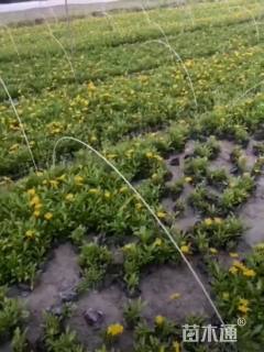 高度20厘米木春菊