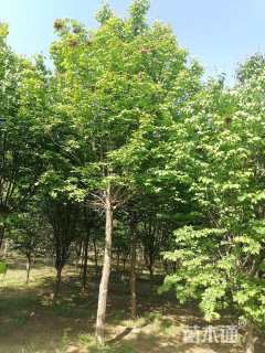12公分暴马丁香
