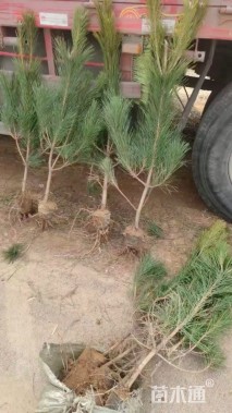 高度80厘米黑松