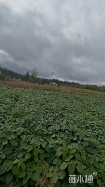 高度30厘米山桐子小苗