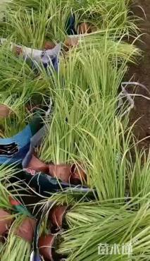 高度15厘米石菖蒲