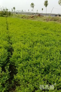 高度35厘米小叶女贞
