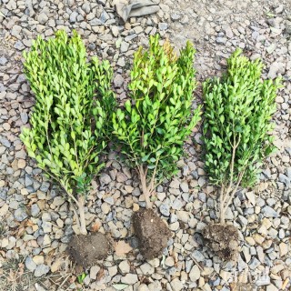 高度55厘米瓜子黄杨