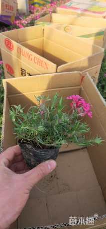 高度10厘米福禄考