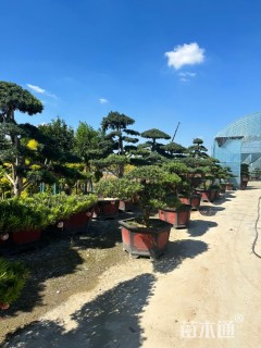 高度4厘米红花继木