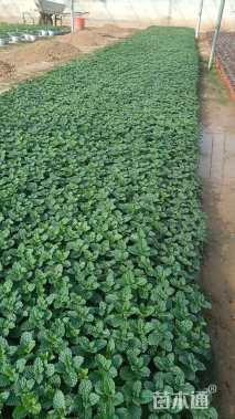 高度10厘米薄荷