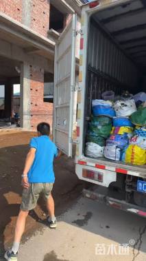 高度20厘米金边玉簪