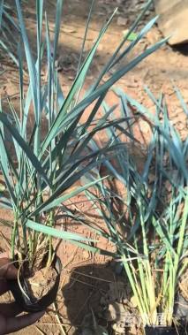 高度30厘米蓝冰麦