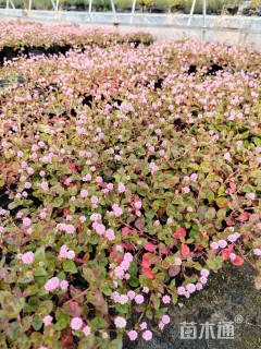 高度15厘米头花蓼