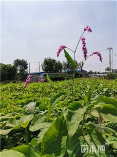 高度30厘米红蓼