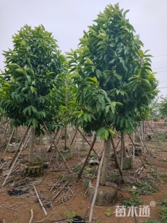 8公分黄桷兰