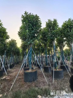 15公分白玉兰