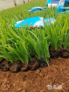 高度11厘米鸢尾