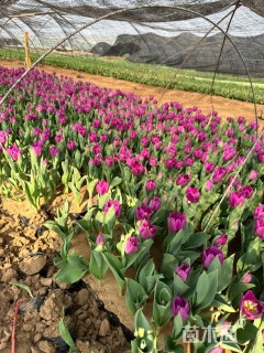 高度15厘米郁金香