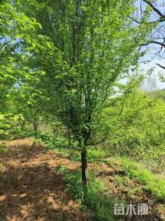 12公分木瓜海棠