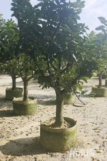 10公分柚子树