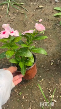 高度15厘米长春花