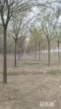 5公分榉树