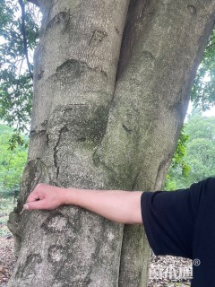 60公分杜英