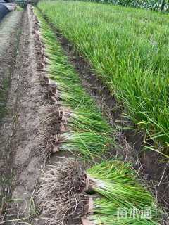 高度30厘米紫娇花