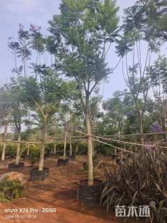 12公分蓝花楹