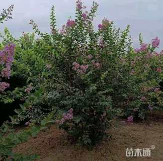 高度300厘米丛生紫薇
