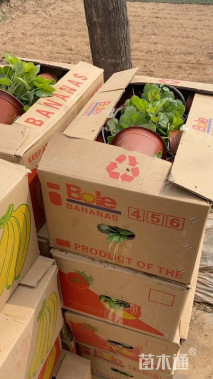 高度30厘米银叶菊