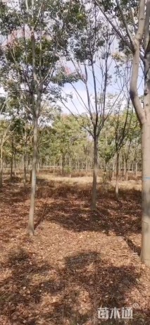 15公分栾树